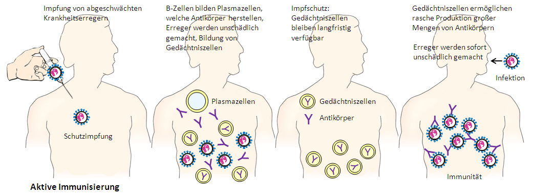 Aktive Immunisierung