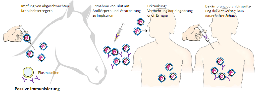 Aktive und passive Immunisierung