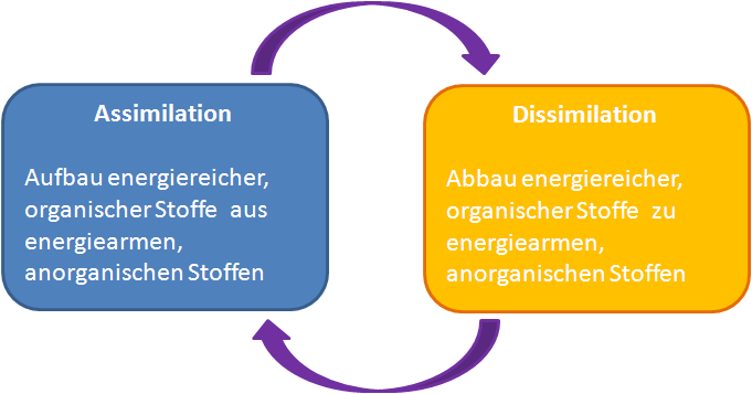 Assimilation Dissimilation