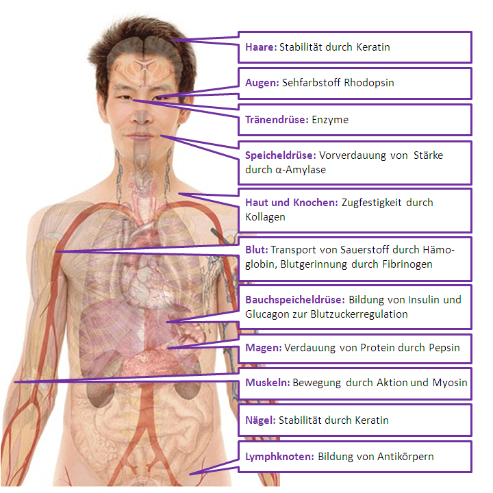 Bedeutung der Proteine