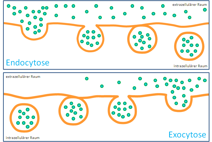 Endo- und Exocytose durch die Zellmembra