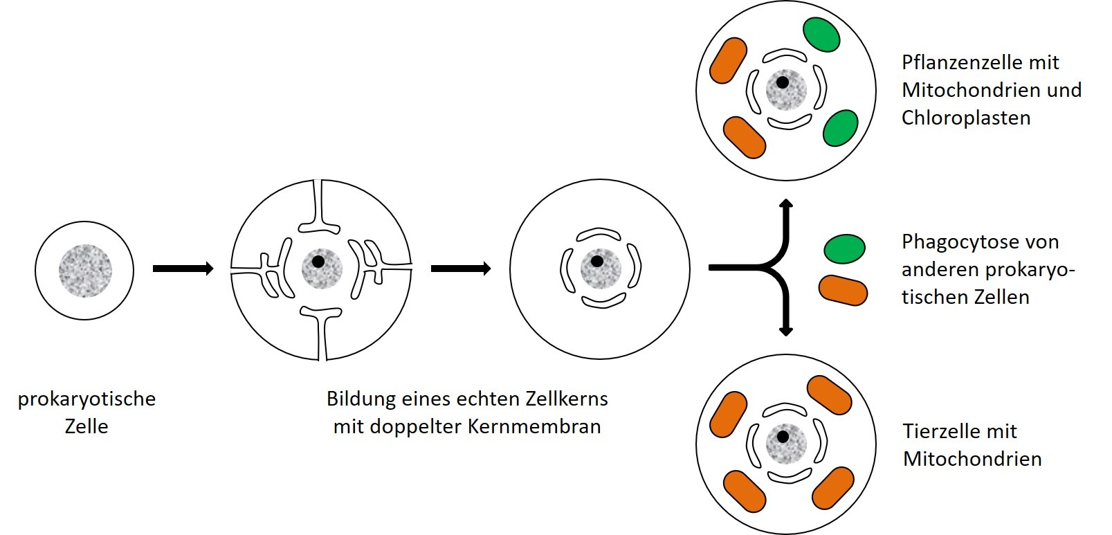 Endosymbiontentheorie