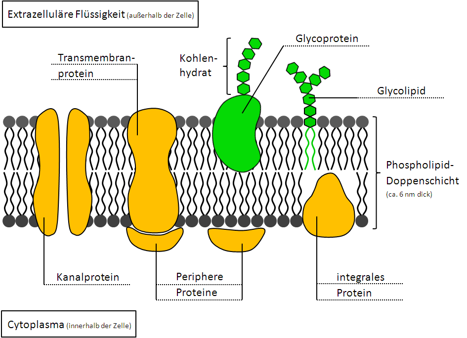 Fluid Mosaik Modell