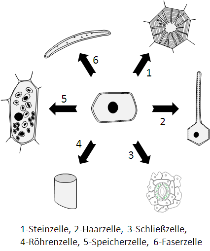 Formen pflanzliche Zellen
