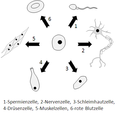 Formen tierische Zellen