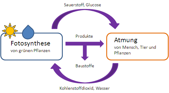 Fotosynthese Atmung