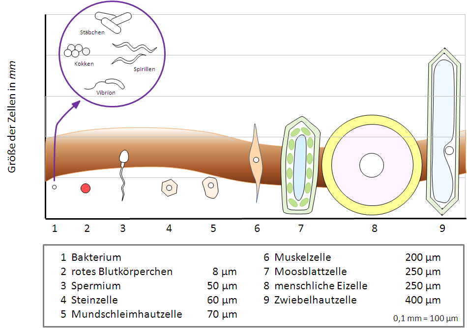Größenvergleich Zelle