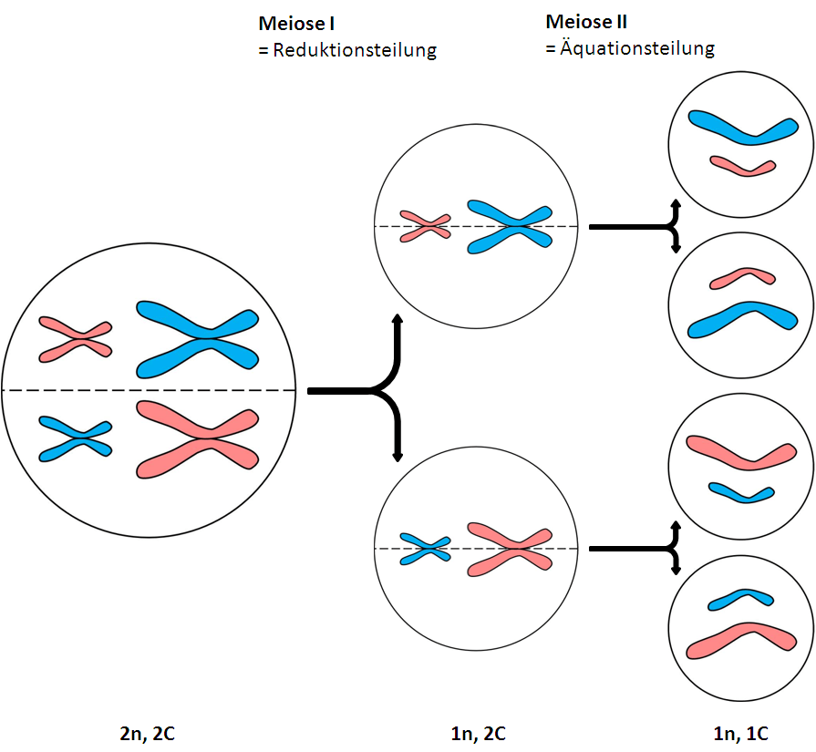 Interchromosomale Rekombination Zufall
