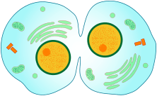 Interphase