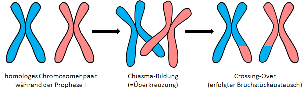 Intrachromosomale Rekombination