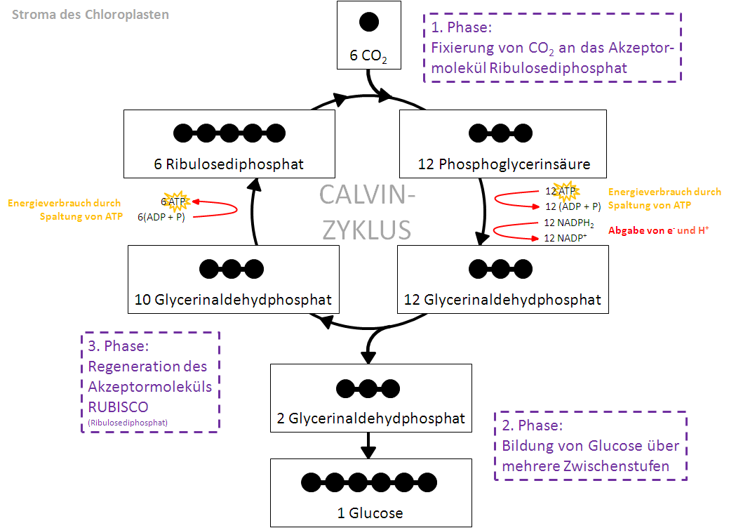 Lichtunabhängige Reaktion