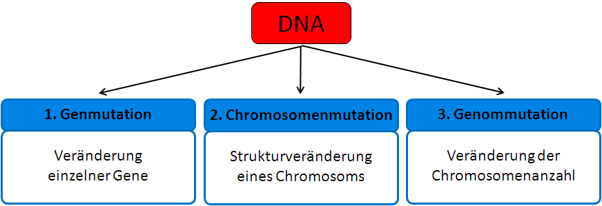 Mutationsarten