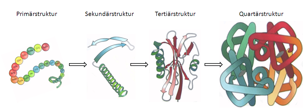 Proteinstruktur