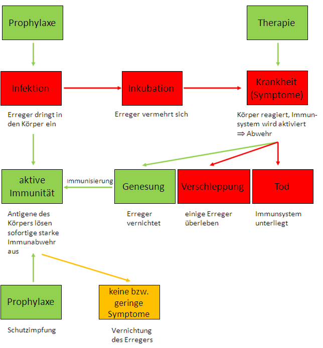 Schema zur Entstehung und zum Verlauf einer Infektionskrankheit