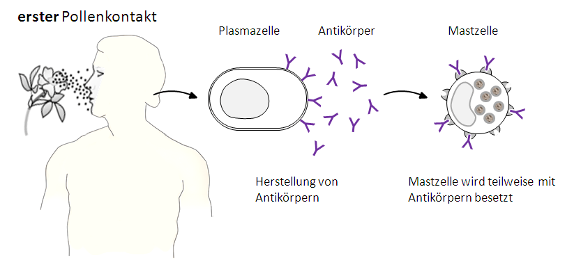 Sensibilisierung beim ersten Pollenkontakt