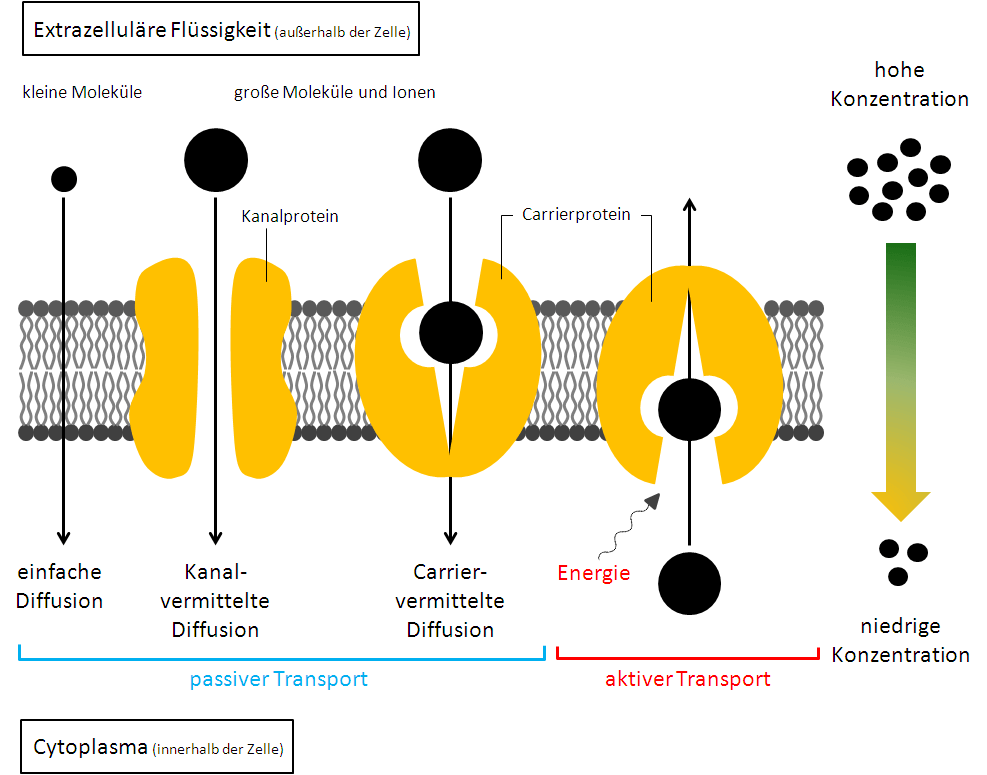 Stofftransport Zellmembran