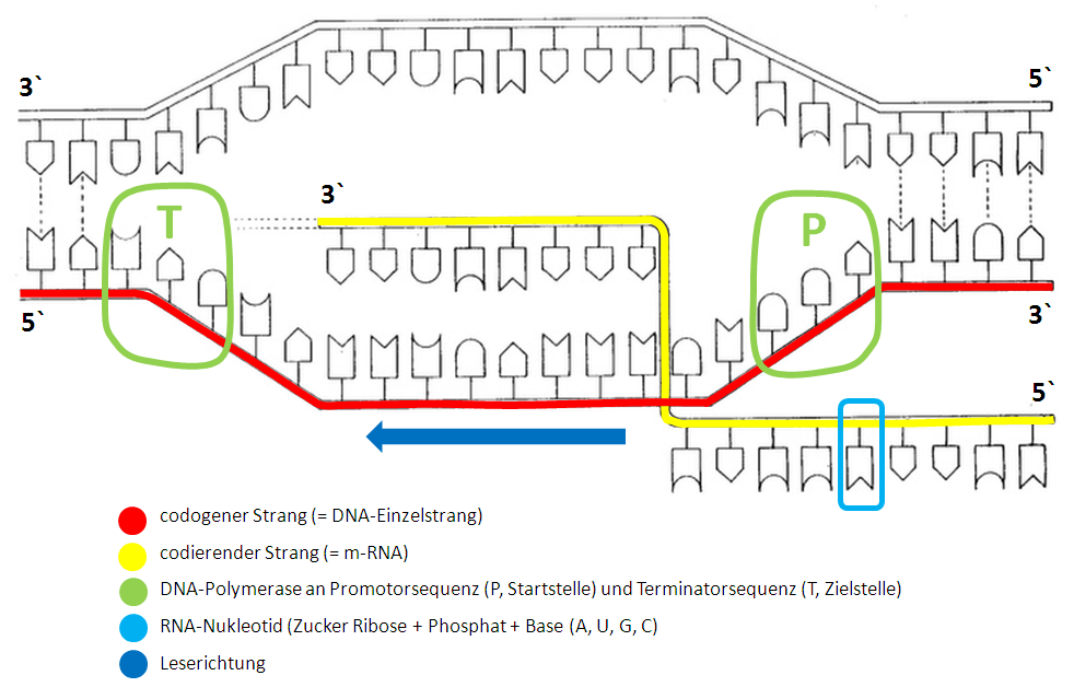 Transkription der DNA