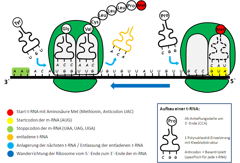Translation der m-RNA