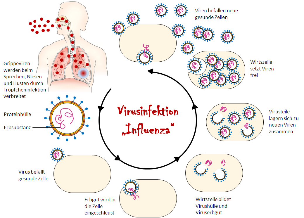 Verlauf einer Infektion mit Grippeviren (Influenza)