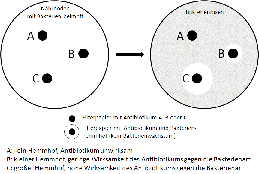 Wirkung von Antibiotika auf das Bakteriumwachstum