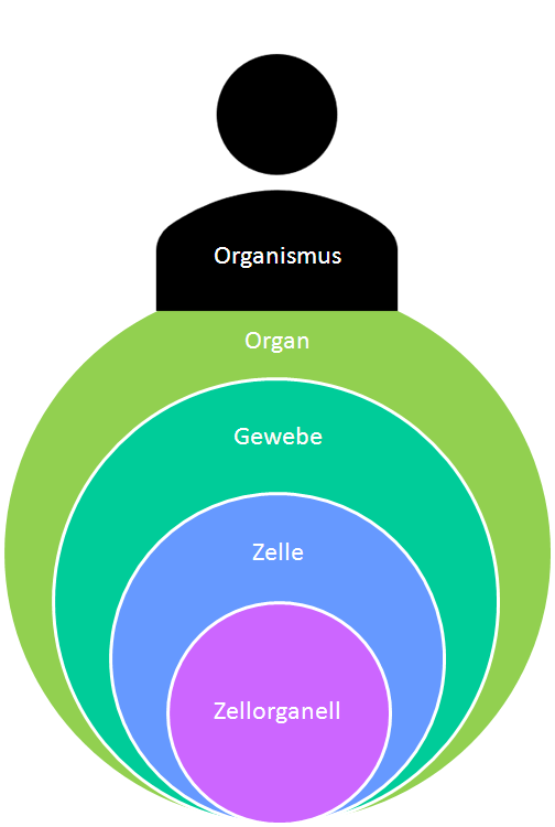 Zelle zum Organismus