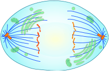 anaphase