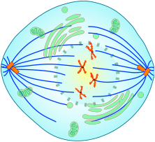 metaphase