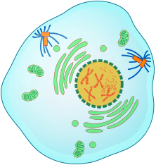prophase