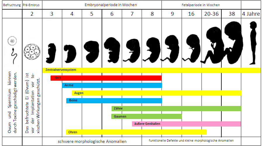 pränatale Entwicklung nach der Befruchtung