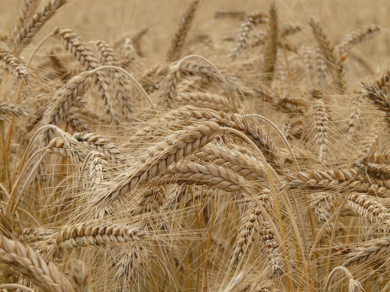 wheat-8762_1280